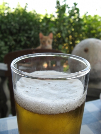 Cat wants beer