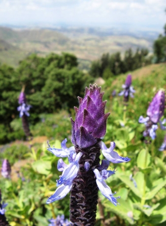 Purple flower on the trek