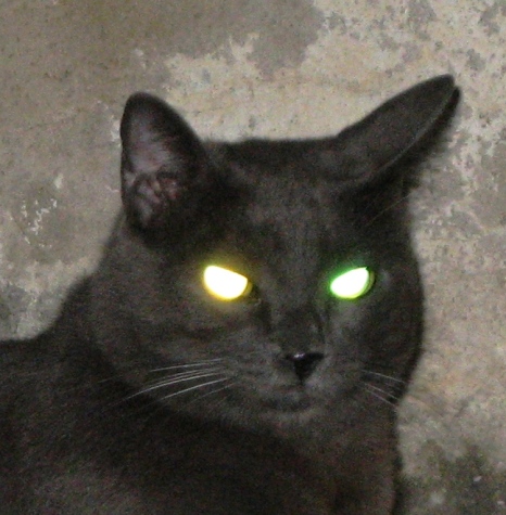 Scary Cat