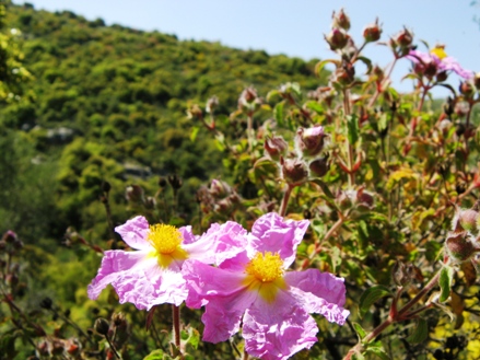Blooming-Flowers-Galilee-Israel